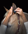 Plughz Equine Ear Plugs